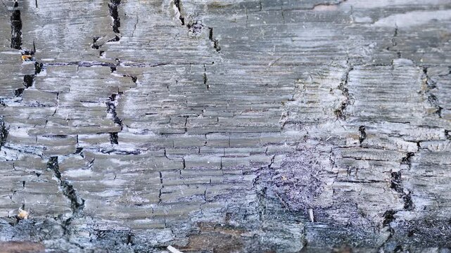 Texture Of Weathered Wood Grain Close-Up Of Cracked And Aged Timber Surface For Background Or Overlay Abstract Distressed Rough Grunge Rustic