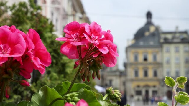 Close-up of pink geranium flowers blooming on a city street with blurred historical buildings in the background
