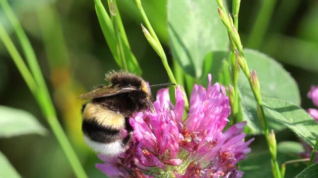 Closeup of garden bumblebee (Bombus hortorum) that feeds on nectar of the red clover (Trifolium pratense), on Slow motion.