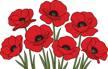 Fototapeta premium Red poppy flowers field botanical vector illustration