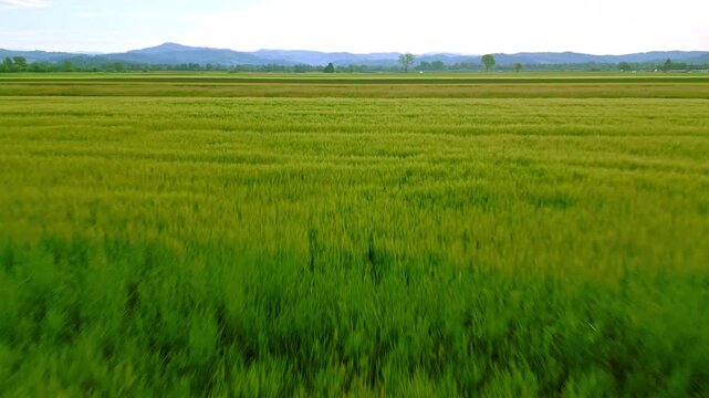 A vast green rice field stretches across the landscape, offering a serene and tranquil scenery. The aerial view captures the harmony of nature with distant mountains and clear skies enhancing.