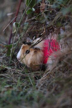 animaux de la ferme - octobre rose