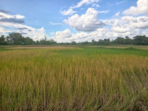 Rice is diseased and the yield is damaged.