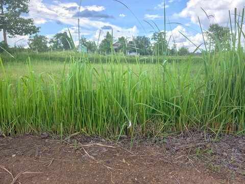 Imperata cylindrica is a herbaceous plant in the grass family.