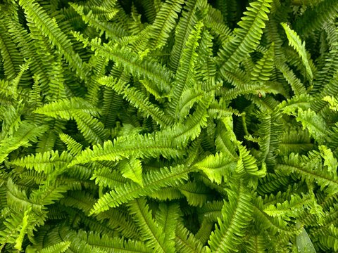 Nephrolepsis cordifolia plant in the garden.