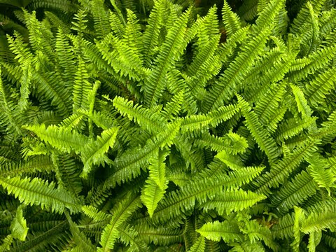 Nephrolepsis cordifolia plant in the garden.