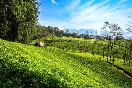 The Loolecondera estate was the first tea plantation estate in Sri Lanka (Ceylon) started in 1867 in Kandy, Sri Lanka.