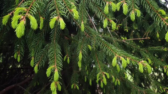 Closeup of coniferous tree branch with new fresh green needles swaying in wind in spring forest. Beautiful springtime natural background, shallow focus.