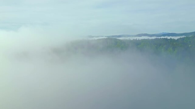 A sprawling forest landscape with thick clouds rolling over the treetops, offering a serene and breathtaking view of untouched nature.
