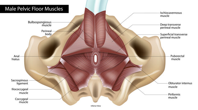 Detailed medical illustration of the male pelvic floor anatomy viewed from below, showing labeled pelvic diaphragm muscles, perineal structures, ligaments, and surrounding pelvic anatomy. 