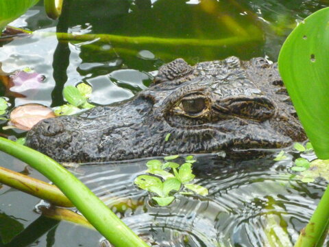 Close Up of Caiman Floating in Tropical Wetland Water in Paraguay