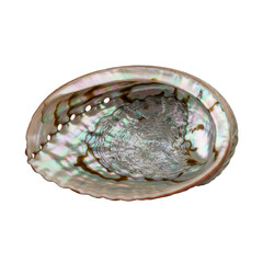Fototapeta premium Abalone shell interior with iridescent colors isolated on a transparent background