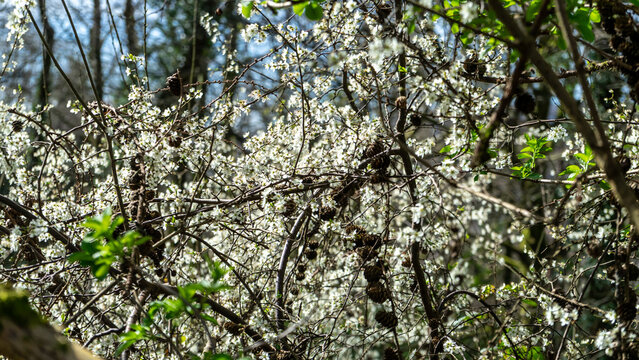 Prunus spinosa, a dense, thorny blackthorn bush with star-shaped flowers in the sunlight