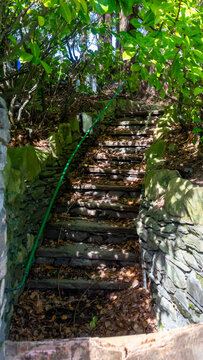 The stone steps are covered with dry leaves amid the dense forest growth