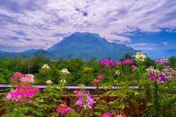 Obraz premium Stunning panoramic view of Doi Luang Chiang Dao mountain with blooming flowers in the foreground.