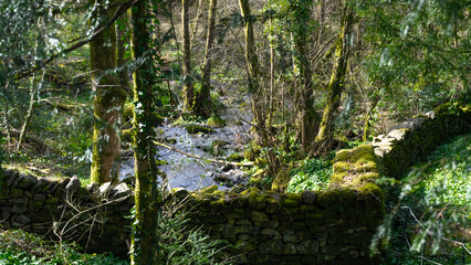A scene of a river and a stone fence in the woods, surrounded by trees. The woods are covered with moss and vegetation around a small river © mikus
