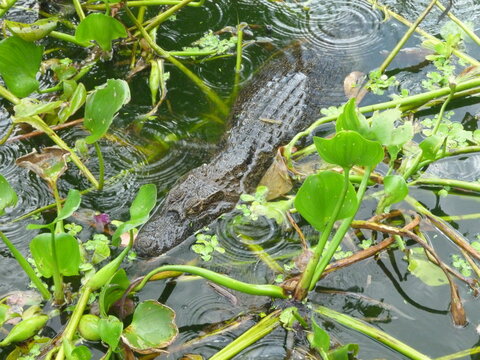 Caiman Hidden Among Aquatic Plants in Tropical Wetland of Paraguay