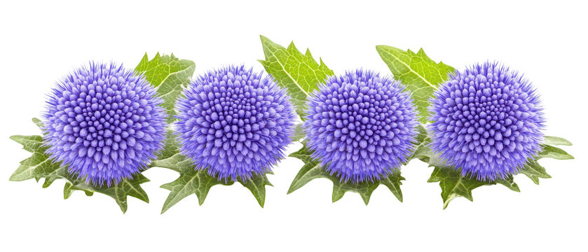 Four vibrant blue globe thistle flower heads with spiky green leaves isolated on png transparent background