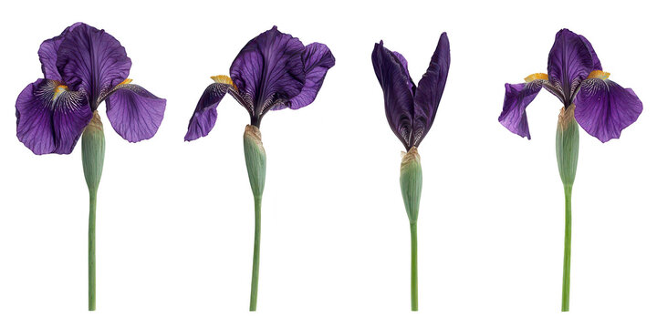 Set of four vibrant purple iris flower stems isolated on a png transparent background for design