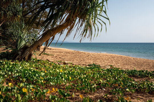 Scenic tropical coast with lush green vegetation and pandanus palms on a sunny sandy beach