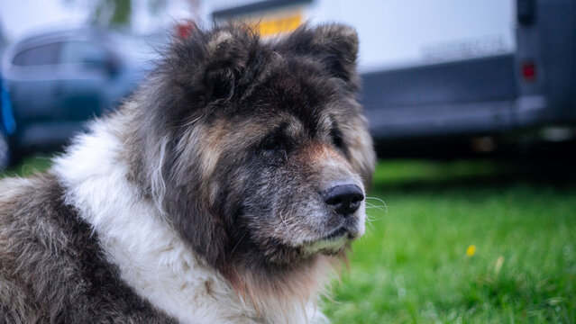 Portrait of an Akita dog. A large, fluffy dog lying on the grass; the portrait is set against the backdrop of a car