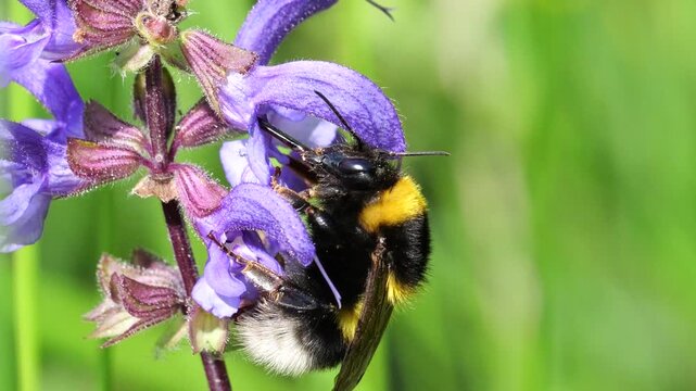 Closeup of garden bumblebee (Bombus hortorum) that feeds on nectar of sage flower (Salvia pratensis), on Slow motion.