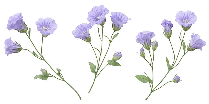 Four vibrant red poppy flower heads close up isolated on png transparent background