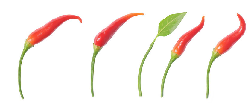 Set of four red brunia berry flower heads on stems isolated on png transparent background