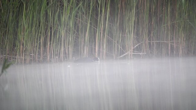 Eurasian Coot Feeding from Water Surface in Dense Morning Fog &ndash; 4K Slow Motion