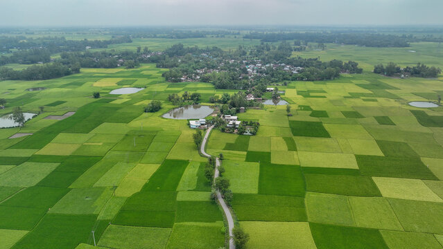 Aerial view showing a rural bangladeshi village and green rice fields