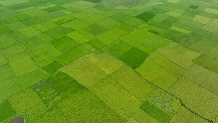 Aerial view lush green rice paddies farming landscape © Toufiqul
