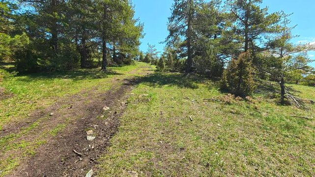 Sunlit forest path winds through tall pines. Mount Goc, Ljukten peak. Balkans, Serbia