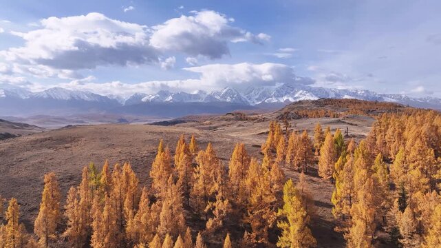 Cinematic aerial view over golden autumn forest rolling alpine hills and snowy mountain peaks beneath dramatic clouds, remote wilderness landscape in Siberia Russia