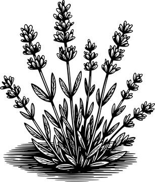 Black and white line of a lavender plant with shadow flower herb botanical