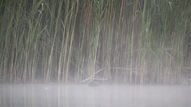 Eurasian Coot Floating on Water in Dense Morning Fog &ndash; 4K Slow Motion
