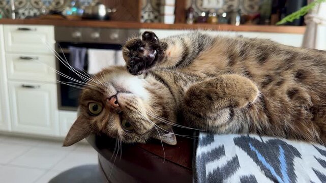 Cute striped cat lying upside down on wooden kitchen table in bunny pose and asking for affection. Playful fluffy domestic pet relaxing in bohemian boho interior house. Cozy home lifestyle concept.