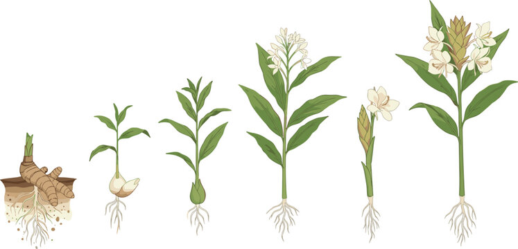 White ginger lily life cycle vector set showing growth stages from rhizome to blooming white flower plant
