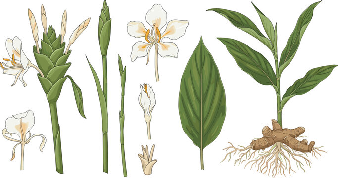 Botanical white ginger lily vector set showing white flowers green leaves rhizome and root anatomy system