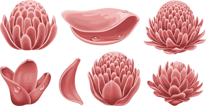 Detailed torch ginger flower heads and pink tropical blossom petals vector illustration set on white background