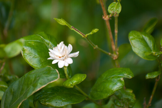Jasminum sambac jasmine flower blooming with delicate white petals in natural garden environment.