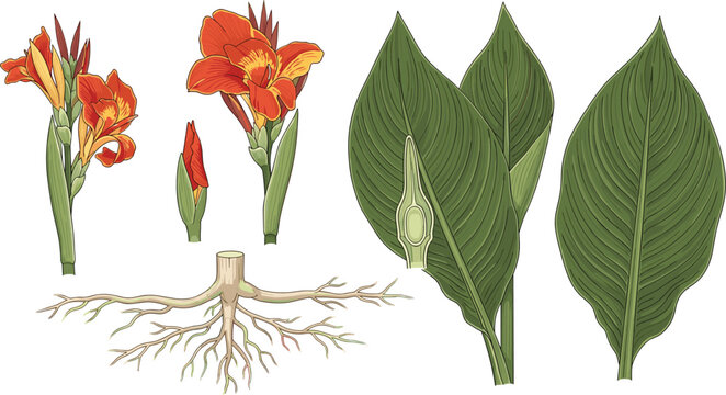 Botanical canna lily vector set showing orange flowers large green leaves and root system anatomy on white background