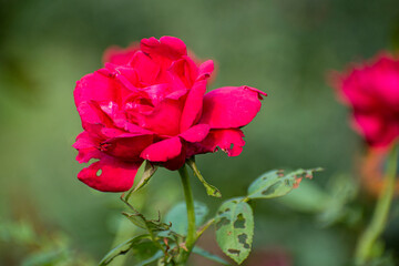 Fototapeta premium Rosa hybrida deep pink velvety hybrid tea rose standing on thorny stem in natural garden scenery.