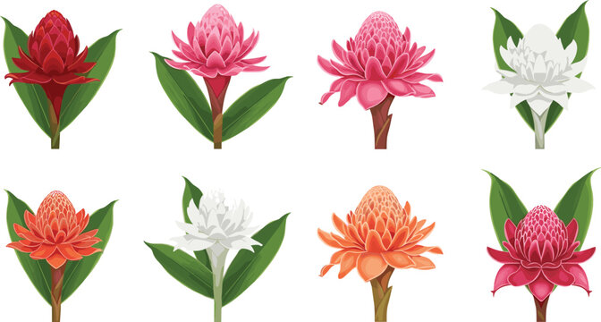 Torch ginger flower vector collection with red pink orange and white tropical blossoms isolated on white background.