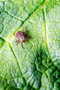 Dermacentor Reticulatus On Green Leaf.Family Ixodidae.Carrier of infectious diseases as encephalitis or Lyme borreliosis. Ticks Are Carriers Of Dangerous Diseases.