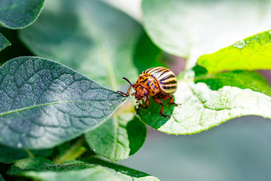 Colorado Potato Beetle (Leptinotarsa decemlineata).Close-up Colorado potato beetle and larvae on the green leaves of potatoes, is a major pest of potato crops.