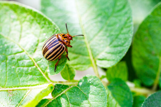 Colorado Potato Beetle (Leptinotarsa decemlineata).Close-up Colorado potato beetle and larvae on the green leaves of potatoes, is a major pest of potato crops.