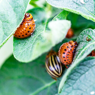 Colorado Potato Beetle (Leptinotarsa decemlineata).Close-up Colorado potato beetle and larvae on the green leaves of potatoes, is a major pest of potato crops.