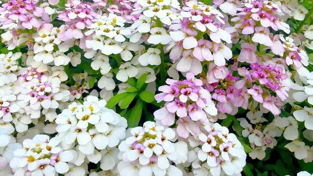 Iberis sempervirens pink and white