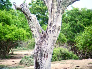 Fototapeta premium Close-up of a weathered tree trunk with peeling bark in a dry savannah or forest clearing with lush green trees in the background on a sunny day.