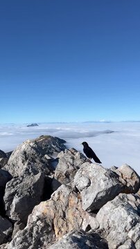 Alpine chough above clouds in Slovenian Alps